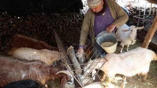 Antalya Büyükşehir’den hayvancılığa ekipman desteği