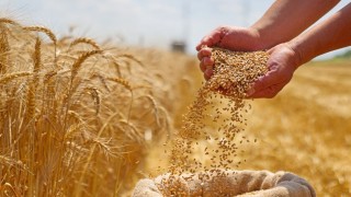 Avustralya Üreticileri Gübre Krizi Nedeniyle Buğday Ekimini Azaltabilir