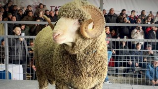 Bandırma’da damızlık koç 1,11 milyon TL’ye satıldı