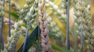 Bilim insanları: Etiyopya’da fusarium buğday üretimini etkiledi