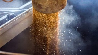 Buğday fiyatları yarı yılın en yüksek seviyesine ulaştı