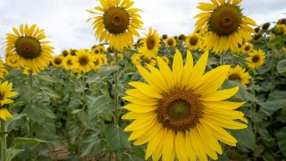 Bulgaristan’a ulaşan Arjantin ayçiçeğinde pestisit sorunu