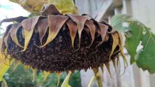 Çanakkale’de ayçiçeği tohumu için yüzde 75 hibe desteği verilecek