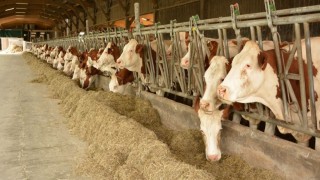 Cargill Hindistan’da Vazirabad’da Süt Yemi Fabrikası Açtı