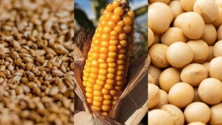 CBOT: Buğday, Mısır ve Soya Vadeli İşlemleri Yükselişle Kapandı