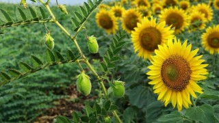 Çelebi’de nohut ve ayçiçeği üretimi için tohum desteği