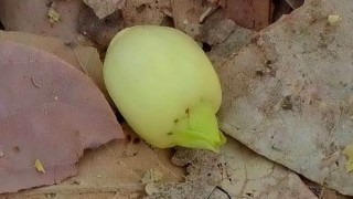 Chhattisgarh’ta Mahua Çiçeği Sezonu Yerel Ekonomiyi Canlandırıyor