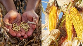 Chicago Borsası: Mısır ve Soya Fiyatları Artışta