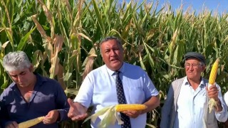 CHP’li Gürer’den TMO’nun mısır fiyatına eleştiri