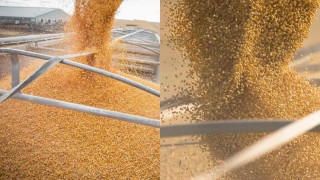 Çin Hükümeti: Tahıl Üretim Kapasitesi 725 Milyon Ton Hedefi