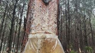 Çinli şirketten Arjantin’de reçine tesisi planı