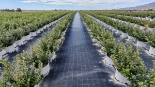 DCT Trading, Edirne İpsala’da Bluefarm yatırımını başlattı