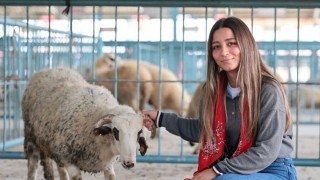 Denizli Büyükşehir 572 üreticiye koyun-koç desteği verdi