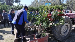 Don zararından etkilenen üreticilere fidan desteği