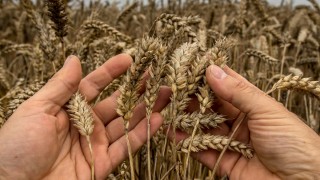 FAO: Küresel Tahıl Üretimi 2025’te 3,03 Milyar Ton