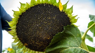 FAO: Rusya’da Buğday Yerine Yağlı Tohum Ekimleri Artacak