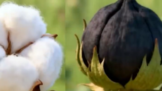 GAPTAEM Müdürü: Pamukta pembe kurt için son uyarı