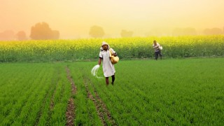 Hindistan Bakanlığı: Gübre Stokları Yeterli, Tedarik Artıyor