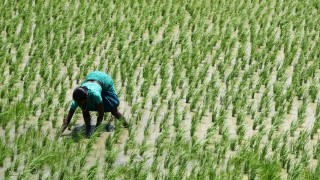 Hindistan Çin’i geçerek dünya pirinç üretiminde lider oldu