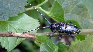 Hırvatistan’da Çinli Uzun Antenli Böcek Tekrar Görüldü