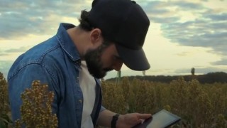 Hokkaido ve Sidney Üniversiteleri: Sorgumda Yeni Lipitler Tespit Edildi