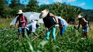 IBGE: Brezilya’da tarım 7,7 milyon kişiye istihdam sağlıyor