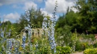 İsveç Tarım Üniversitesi: Yoğun Güneş Bitki Çeşitliliğini Azaltıyor