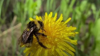 Kanadalı bilim insanları bombus arılarının su altında yaşadığını açıkladı