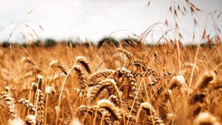 KazGrain Başkanı: İran’a tahıl ihracatında ödeme sorunu var