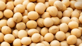 Mısır Ticaret Odası: Soya İthalatı 2025’te Rekor Seviyeye Ulaşacak