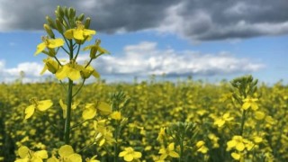 Oil World: Dünya kanola üretimi 86 milyon tonu aşabilir