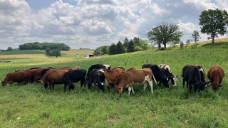 PIK: Küresel Isınma 2100’e Kadar Otlak Alanlarını Yarıdan Fazla Azaltabilir