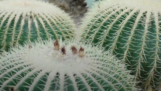 Reading Üniversitesi: Kaktüsler daha hızlı evrimleşiyor