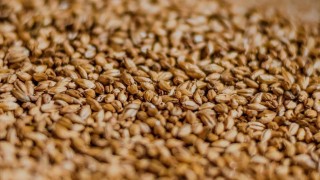 Rus Buğdayının İhracat Fiyatı 240 Dolara Ulaştı