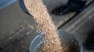 Rusagrotrans: Küresel Buğday Fiyatları Orta Doğu Gerilimiyle Arttı