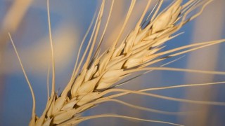 Rusya, buğday ihracat vergisini 3 kattan fazla artırdı.