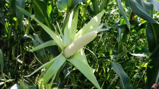 Rusya, Çin’e mısır ihracatını üçe katladı