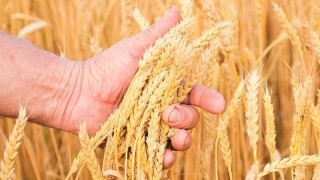 Rusya’da 2025 Buğday ve Tahıl Üretimi %12 Arttı