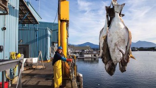 Science: Küresel Isınma Balık Boyunu Küçültecek