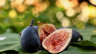 Siyah orak inciri projesi belgeselle tanıtıldı