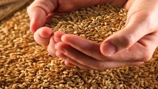 Son Dakika... Küresel Buğday Fiyatları Geriliyor