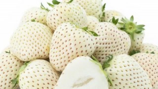 Suudi Arabistan Hail’de Beyaz Çilek Üretimine Başladı