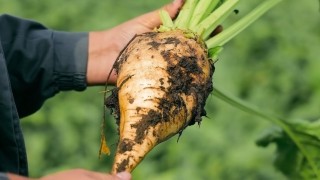 Tarım Bakanı Yumaklı: Pancar Ödemesi Üreticilere Aktarıldı