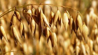 Türkiye, Rusya’dan En Çok Yulaf İthal Eden 3. Ülke