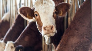 TÜSEDAD: Süt destekleri ve fiyatlar açıklanmalı