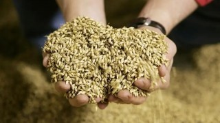 Ürdün 120 Bin Ton Arpa İçin Uluslararası İhale Açtı