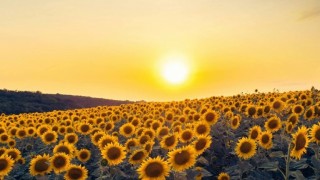 USDA: Küresel Ayçiçeği Üretim Tahmini Artırıldı