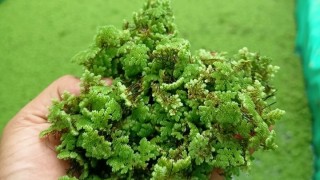 Uzmanlar azollayı düşük maliyetli yem olarak önerdi