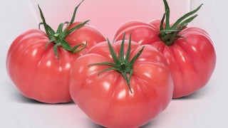 Yüksel Tohum’dan sahte tohumlara karşı kritik uyarı