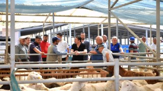 2026 Kurbanlık Fiyatları Listesi Netleşti